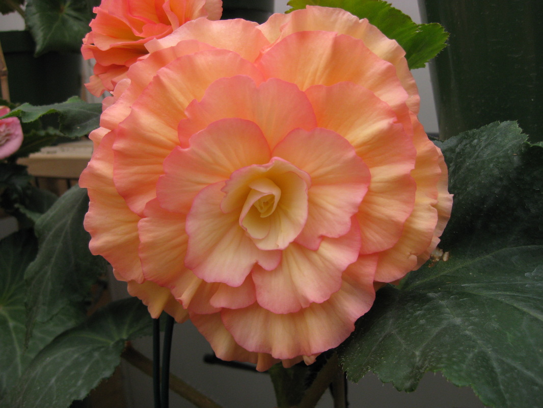 B. ‘Josephine’